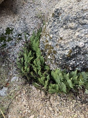 Myriopteris covillei