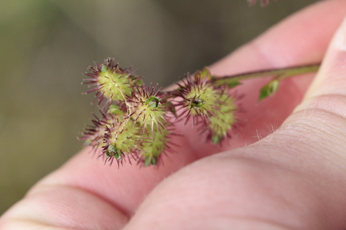 Acaena elongata, photograph 4