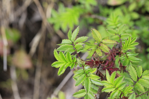 Acaena elongata, photograph 5