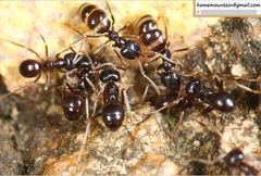 Dendrolasius