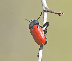 Labidostomis rufa