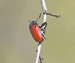 Labidostomis rufa