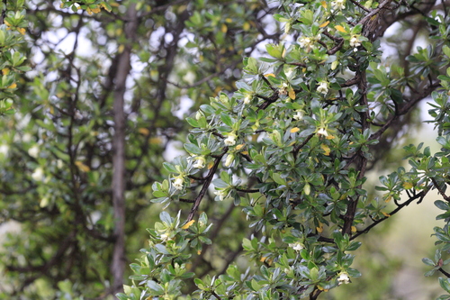 Escallonia myrtilloides, photograph 3
