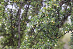 author not stated, no rights reserved Escallonia myrtilloides, photograph author not stated, no rights reserved