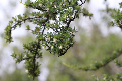 author not stated, no rights reserved Escallonia myrtilloides, photograph author not stated, no rights reserved