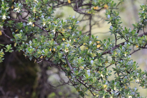 Escallonia myrtilloides, photograph 5