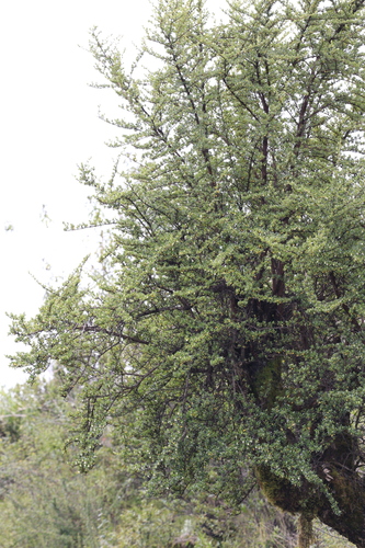 Escallonia myrtilloides, photograph 6