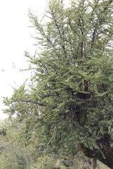 Escallonia myrtilloides, photograph author not stated, no rights reserved