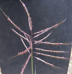 Bothriochloa insculpta