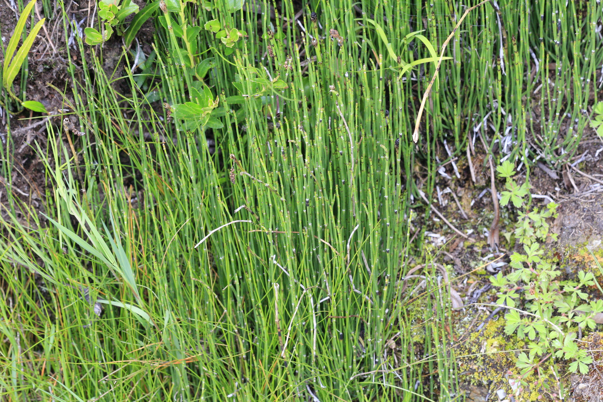 Andean Horsetail (Equisetum bogotense)