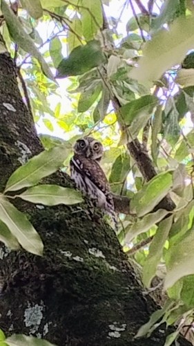Ferruginous Pygmy-Owl