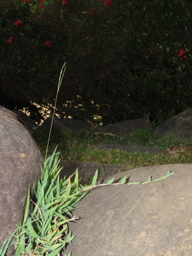False Couch Finger Grass (Digitaria longiflora)