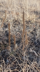 Orostachys malacophylla