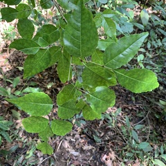 Fraxinus insularis