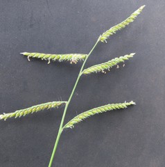 Urochloa mosambicensis