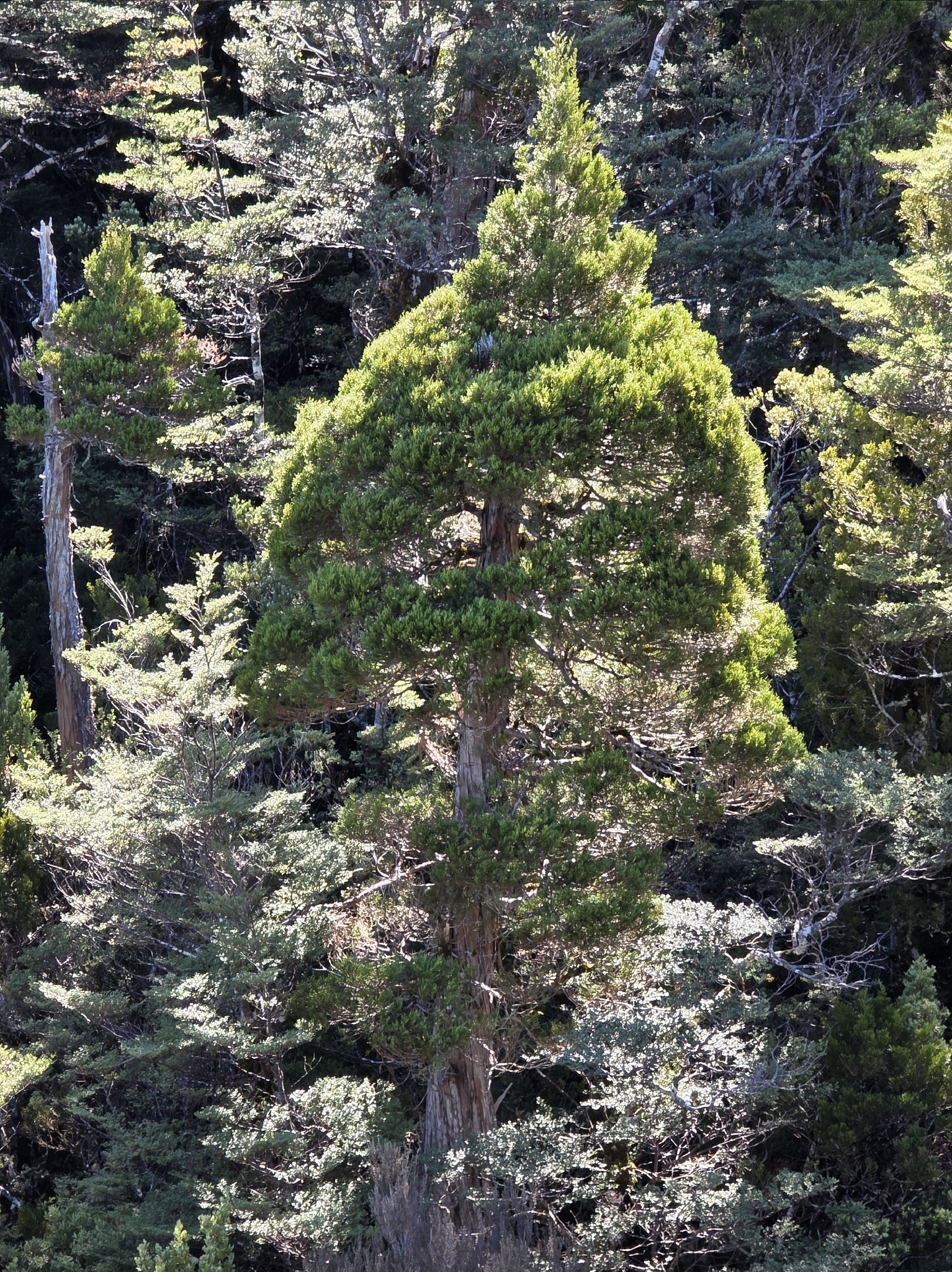 Cedar (Libocedrus bidwillii)