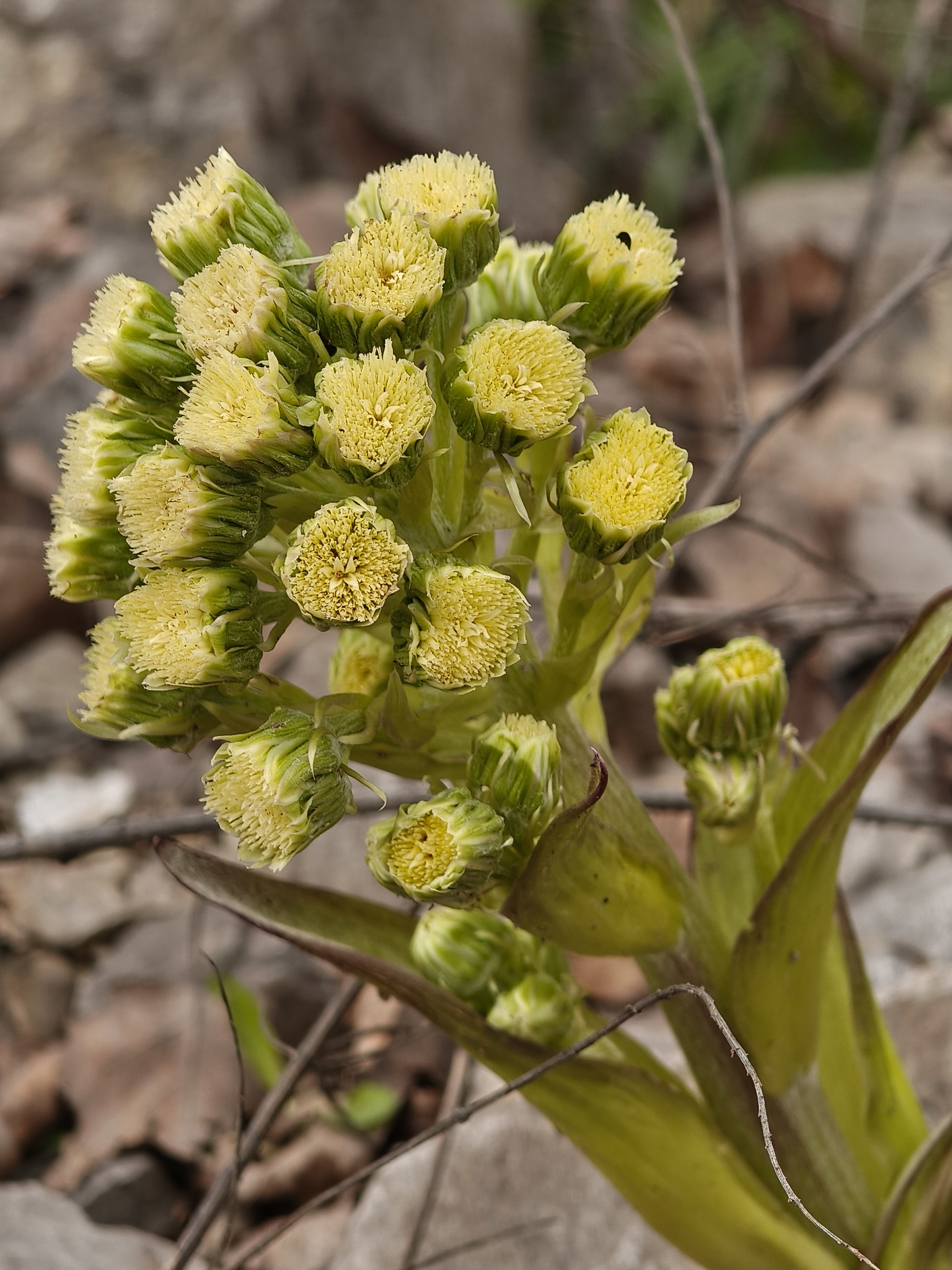 Woolly Butterbur (Petasites spurius)