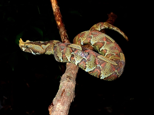Rhinoceros Viper