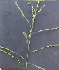 Panicum deustum
