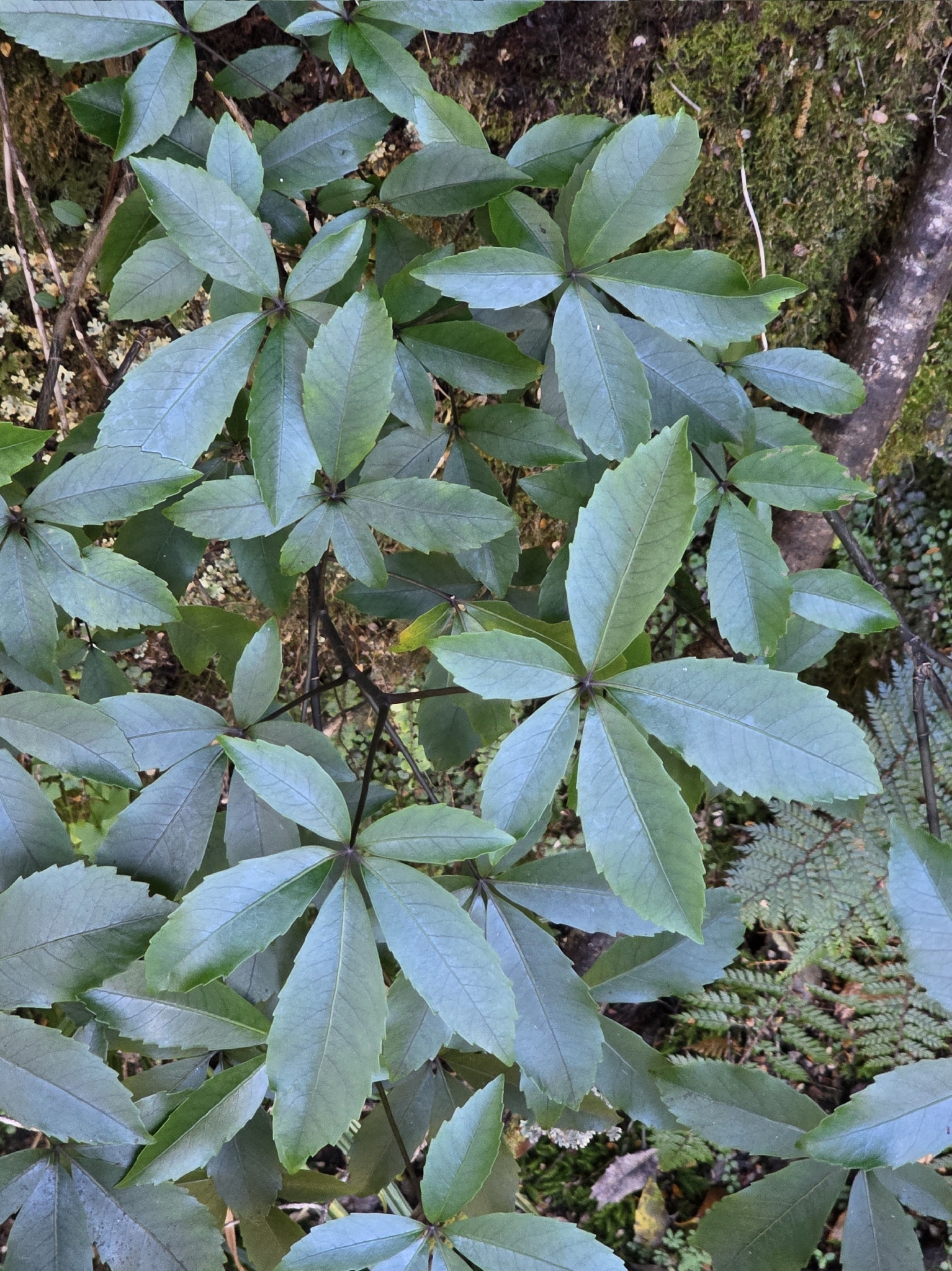 Mountain Five Finger (Pseudopanax colensoi)