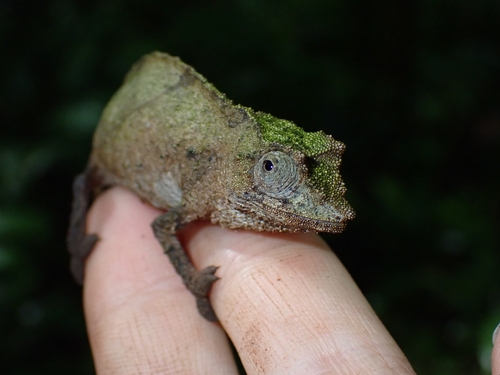 Plumptre’s Pygmy Chameleon