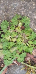 Alchemilla arvensis