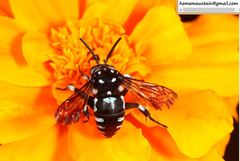 Thyreus himalayensis