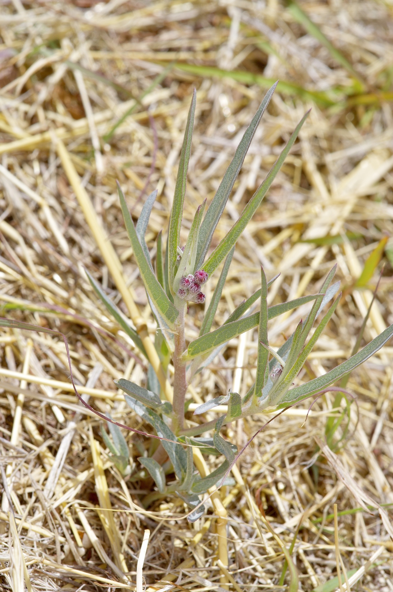 Bract Milkweed (Asclepias brachystephana)