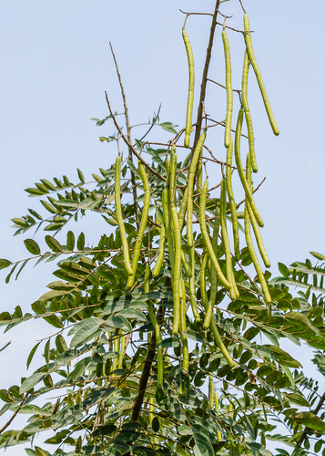 whitebark senna