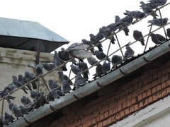 Columba livia domestica