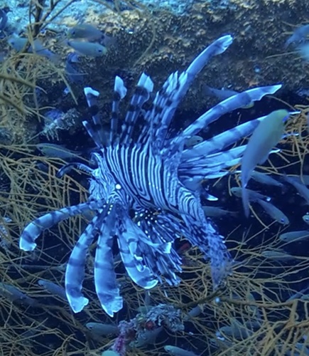 Pterois volitans