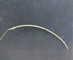 Enteropogon monostachyos africanus