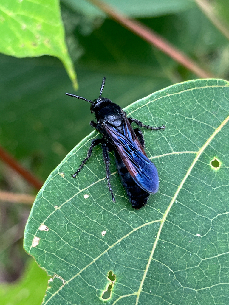 Scoliid Wasps in April 2026 by Nakatada Wachi · iNaturalist