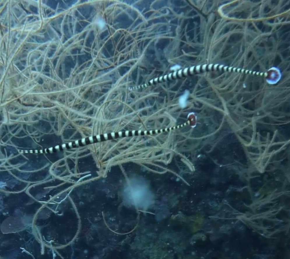 Banded Pipefish