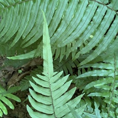 Microlepia hookeriana