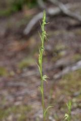 Pterostylis daintreana