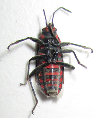Spilostethus trilineatus