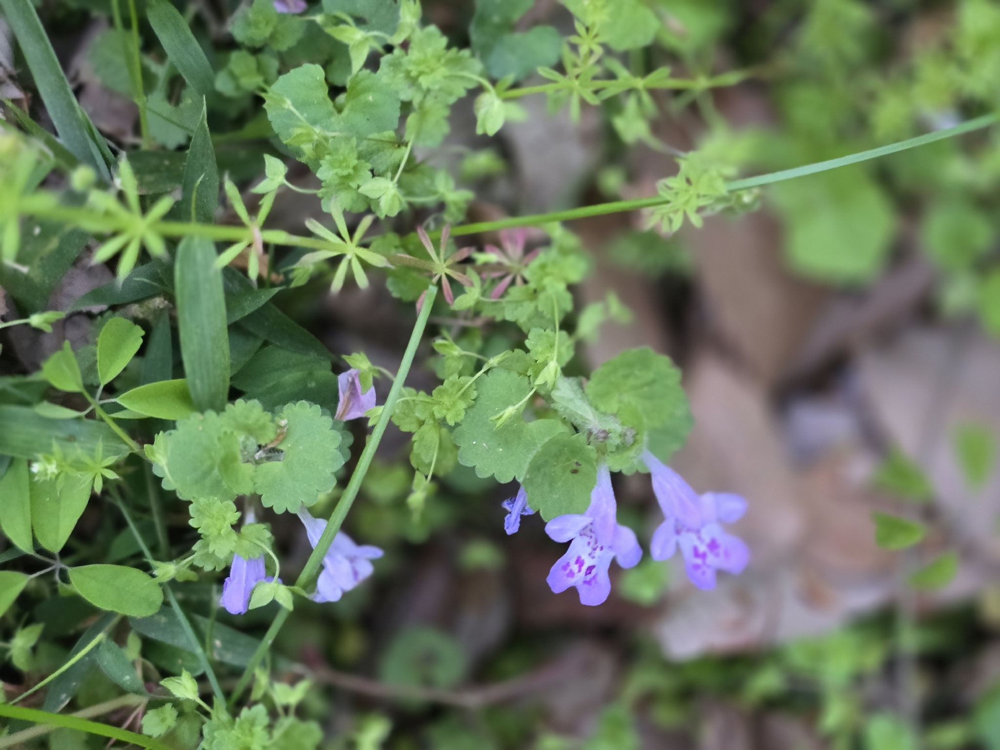 Glechoma grandis