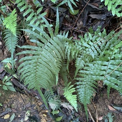 Microlepia hookeriana