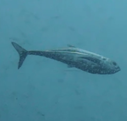 Torpedo Scad