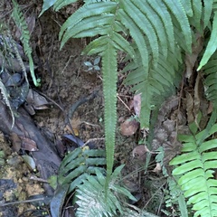 Microlepia hookeriana