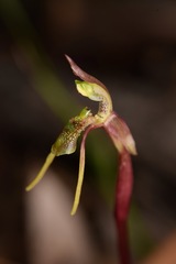 Chiloglottis diphylla