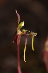 Chiloglottis diphylla