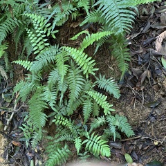 Microlepia hookeriana