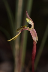 Chiloglottis diphylla
