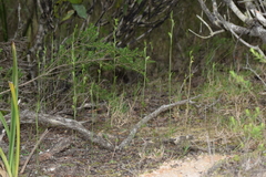 Pterostylis daintreana