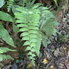 Microlepia hookeriana