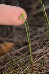 Genoplesium pumilum