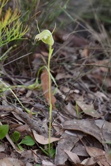 Pterostylis acuminata