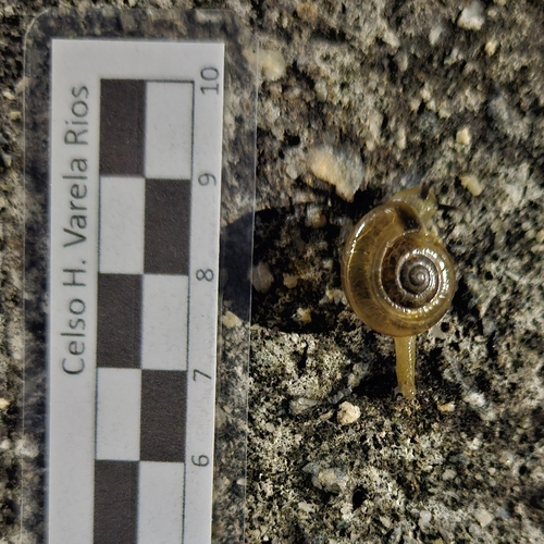 Tanychlamys indica